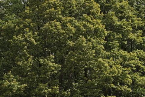 Dense Green Oak Forest Canopy Overhead View Lush Foliage Dappled Sunlight P.. Stock Photos
