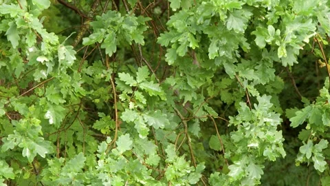 Dense Green Oak Tree Foliage Swaying in Gentle Breeze Stock Footage 348200216