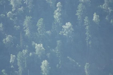 Dense green pine forest on a steep mountain slope covered with fog Stock Photos