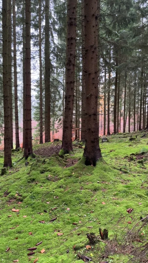 Dense Green Pine Forest with Sunlight Stock Footage 303168119