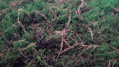 Dense green pine needle foliage background with brown dried twigs texture i.. Stock Footage 344717176