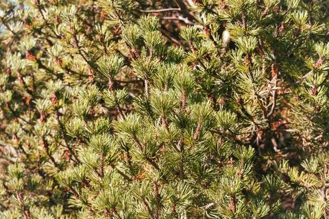 Dense green pine needles glowing in warm autumn sunlight Stock Photos