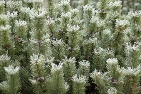 Dense green pine shrubs with cones Stock Photos