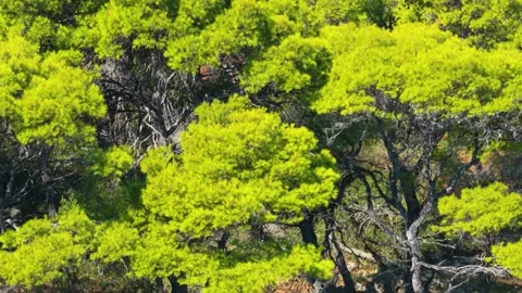 Dense green pine trees fill the scene in a sunlit Mediterranean forest on Stock Footage 346679980