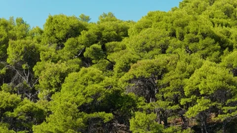 Dense green pine trees under a clear blue sky on Alonnisos, an island in the Stock Footage 346679448