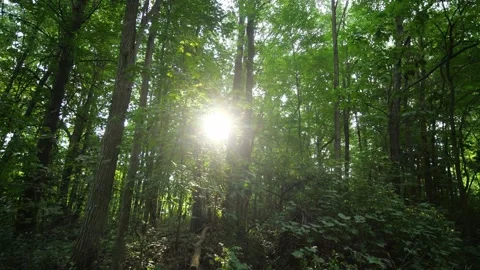 Dense Green Rainforest and Sun Rays Passing Through Trees, Walking Point of View Stock Footage 346447917