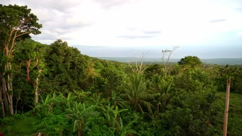 Dense green rainforest, jungle, thick clouds, high in the mountains, sea and Stockbeeldmateriaal 260187195