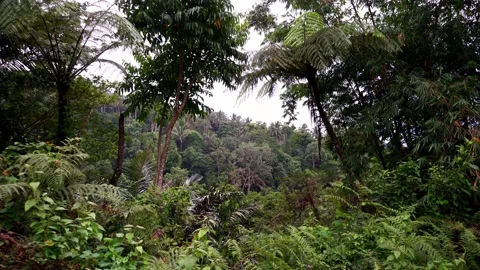 Dense green rainforests high in the mountains, a view of the settlement, the Stock Footage 272506483