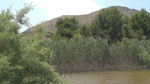 Dense Green Reed Beds With Mountain Backdrop, Maristany, Mallorca Stock Footage 340589673