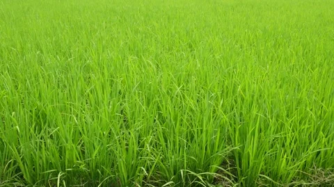 Dense Green Rice Field 库存影片 333920241