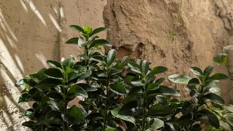 Dense green shrub foliage in front of a rustic plaster wall Stock Photos