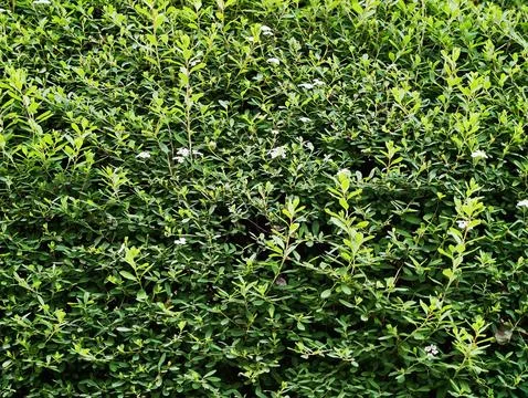 Dense green shrub hedge with small white blossoms Stock Photos
