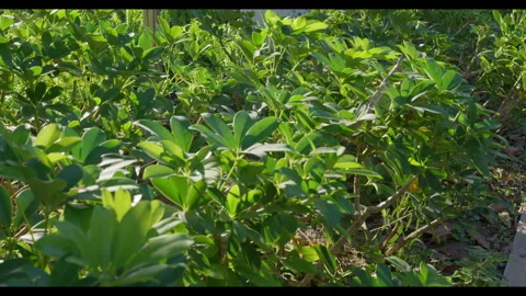 Dense Green Shrubs Swaying in Light Wind, Outdoor Garden Stock Footage 330708889