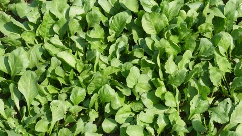 Dense Green Spinach Patch Stockbeeldmateriaal 333899660