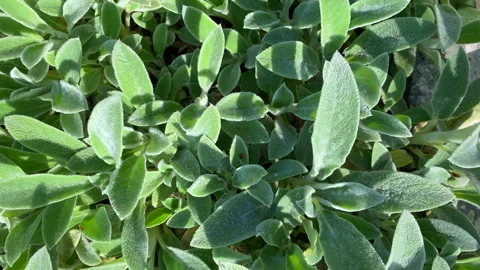 Dense green spring foliage on a bright sunny day Stock Footage 240215832