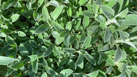 Dense green spring foliage on a bright sunny day Stock Footage 240216308