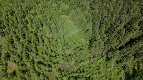 Dense green spruce forest canopy top down aerial Harz Germany Stockbeeldmateriaal 341284224