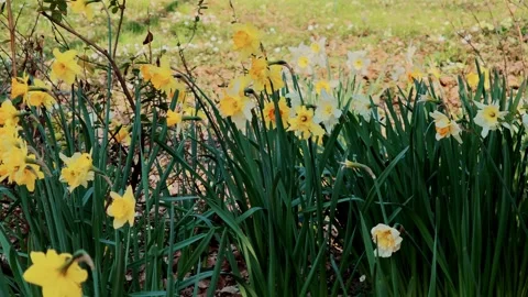 Dense green stems of spring daffodils with opening yellow flowers in the garden. Stock Footage 332178722