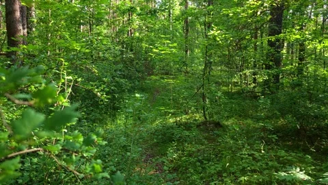 Dense Green Summer Forest Path Stock Footage 334673959
