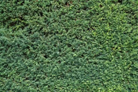 Dense green surface filled with small sharp leaves forming a natural textur.. Stock Photos