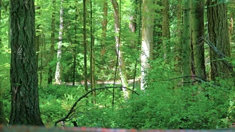 Dense green temperate forest with douglas fir tree trunk 库存影片 339039516