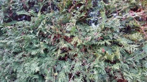 Dense Green Thuja Hedge Wall Background Stock Footage 334137524
