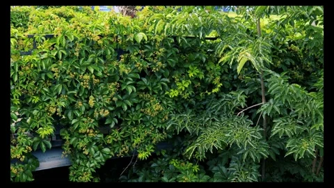 Dense green tree and ivy branches and bicycles passing by Stock Footage 296338956