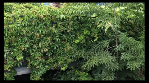 Dense green tree and ivy branches and bicycles passing by Stock Footage 296338963