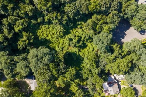 Dense green tree canopy across suburban White Plains in Westchester County, New Фото