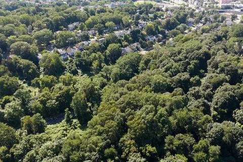 Dense green tree canopy across suburban White Plains in Westchester County, New Stock-Fotos