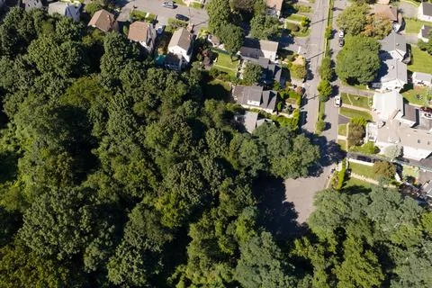 Dense green tree canopy across suburban White Plains in Westchester County, New 库存照片