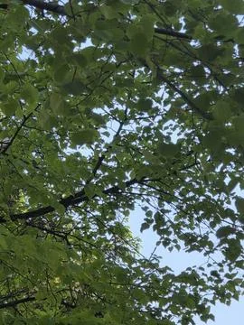 Dense green tree canopy against blue sky. Stock Photos