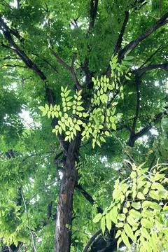 Dense green tree canopy with dark trunk seen from below Stock Photos