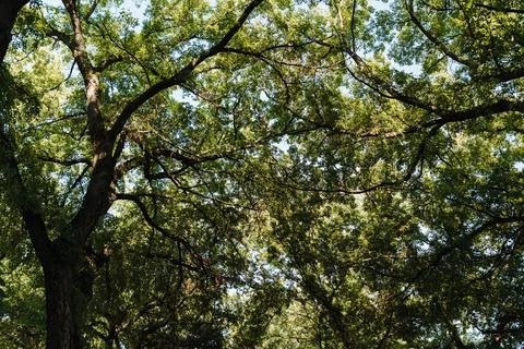 Dense green tree canopy forms a natural ceiling with sunlight filtering throu 写真素材