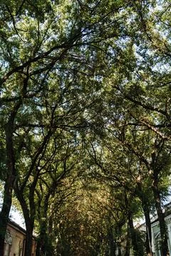 Dense green tree canopy forms a natural ceiling with sunlight filtering throu 写真素材