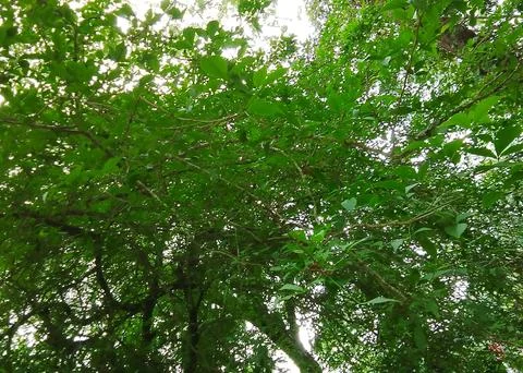 Dense green tree canopy with lush foliage woodland botanical outdoors Stock Photos