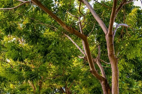 Dense green tree canopy seen from below in summer sun Stock Photos
