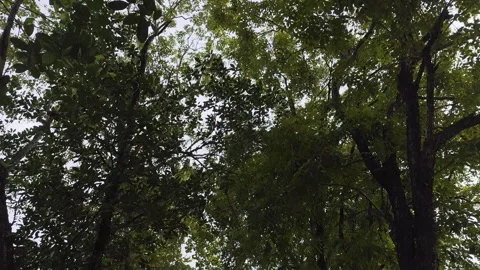 Dense Green Tree Canopy with Sunlight Filtering Through Leaves Stock Footage 319027498