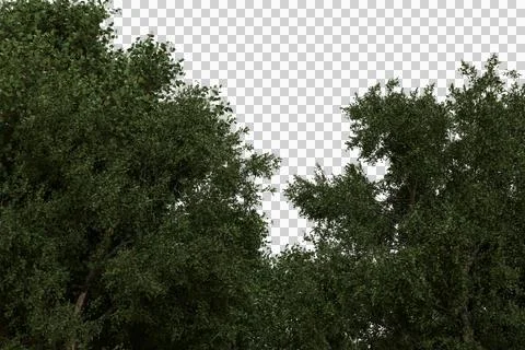 Dense green tree canopy tops, isolated against a dark void. Stock Photos