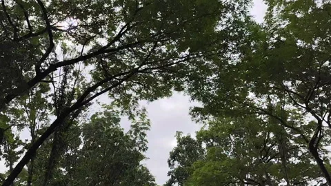 Dense Green Tree Canopy in a Tropical Forest Landscape Under Daylight Sky Stock Footage 335999105