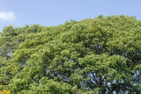 Dense Green Tree Canopy Under Clear Blue Sky Stock Photos