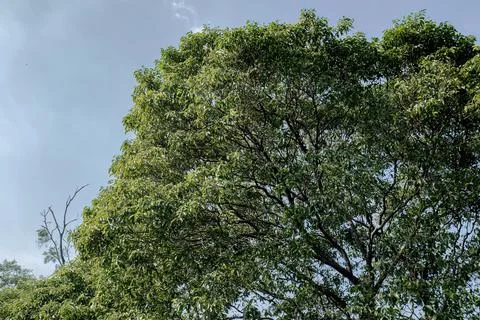 Dense Green Tree Crown Against a Bright Gray Sky Stock Photos
