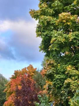 Dense green tree crowns beneath autumn textured cloudy sky Stock Photos