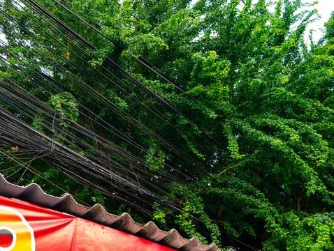 Dense green tree foliage with climbing vines growing through messy power li.. Stock Photos