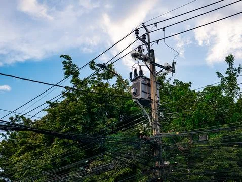 Dense green tree foliage with climbing vines growing through messy power li.. 写真素材