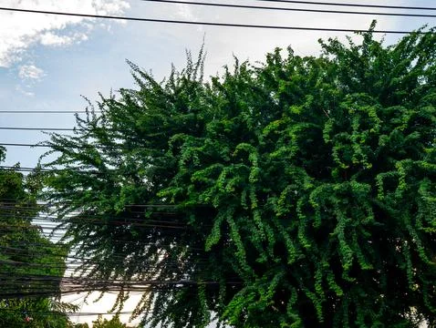 Dense green tree foliage with climbing vines growing through messy power li.. 스톡 사진