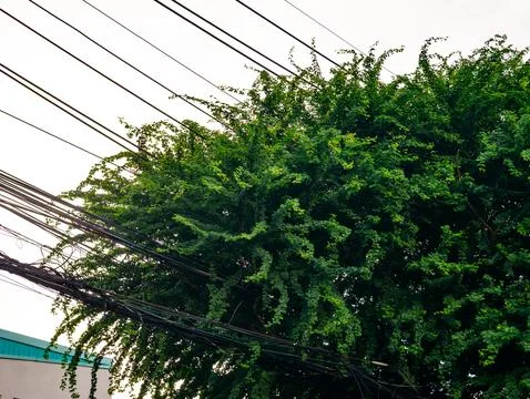 Dense green tree foliage with climbing vines growing through messy power li.. Stock Photos