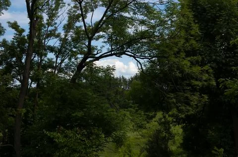 Dense green tree foliage forms a natural arch over a summer meadow, with a .. 스톡 사진