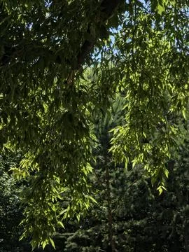 Dense green tree foliage shade Stock Photos