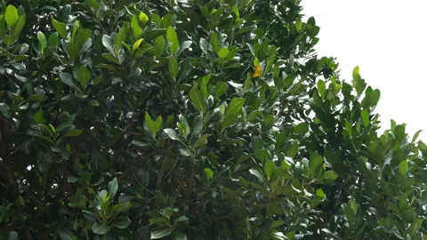 Dense green tree foliage shaking violently in a powerful storm wind. Stockbeeldmateriaal 337386744
